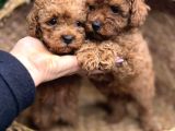 Toy Poodle Kardeşler