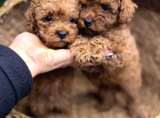 Toy Poodle Kardeşler görsel