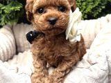 KIVIR KIVIR TOY POODLE YAVRULARI