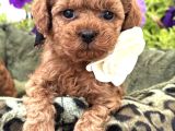 Kivir Kivir Toy Poodle Yavrulari