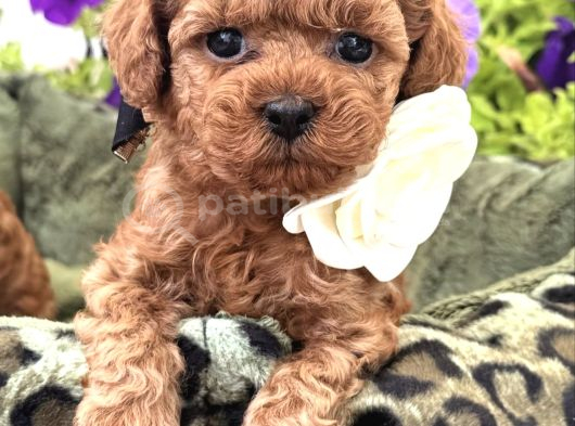 Kivir Kivir Toy Poodle Yavrulari görsel