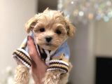 KORE SURATLI MALTİPOO BEBEĞİMİZ