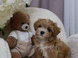ÇİFT RENK MALTİPOO BEBEKLER