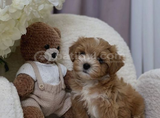 Çi̇ft Renk Malti̇poo Bebekler