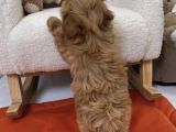 Çi̇ft Renk Malti̇poo Bebekler