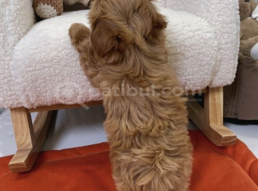 Çi̇ft Renk Malti̇poo Bebekler görsel