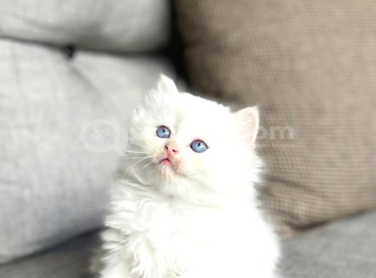 Masmavi̇ Gözlere Sahi̇p British Longhair Yavrularim