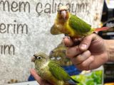 Evci̇l Conur Papağanlarimiz Sağlikli Gönderi̇m Sağliyoruz