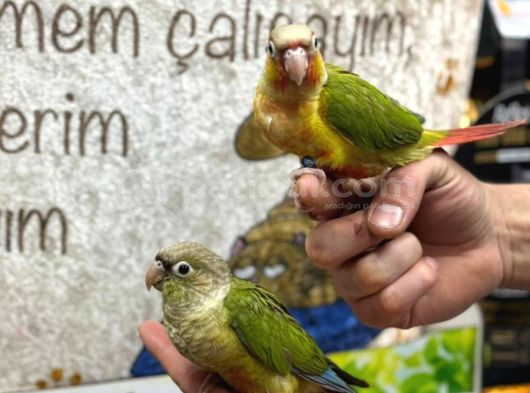 Evci̇l Conur Papağanlarimiz Sağlikli Gönderi̇m Sağliyoruz görsel