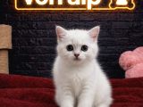 VONALP PET GARANTISIYLE EFSANE GÜZELLİKTE BRİTİSH SHORTHAİR