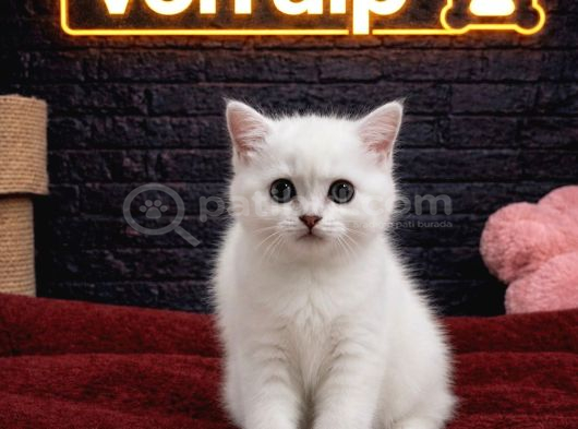 Vonalp Pet Garantisiyle Efsane Güzelli̇kte Bri̇ti̇sh Shorthai̇r