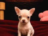 VONALP PET GARANTISIYLE EFSANE GÜZELLİKTE CHIHUAHA YAVRULAR