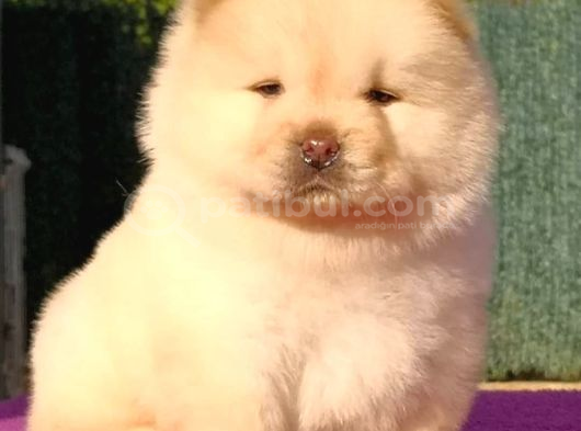 Pofuduk Chow Chow Yavrulari
