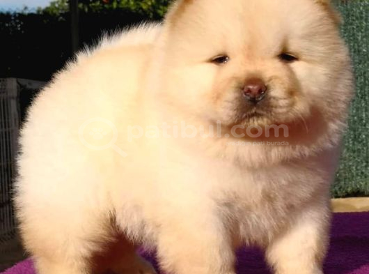 Pofuduk Chow Chow Yavrulari görsel