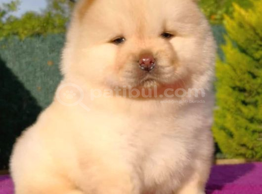 Pofuduk Chow Chow Yavrulari görsel