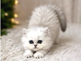 British Longhair Silver Ns12