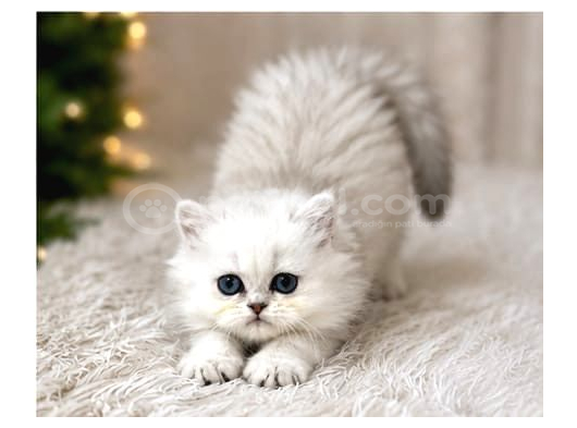 British Longhair Silver Ns12 görsel