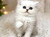 British Longhair Silver Ns12