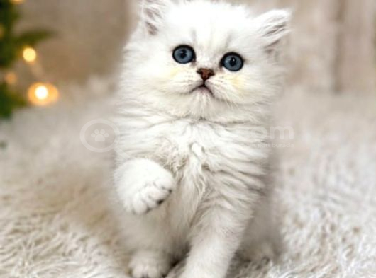 British Longhair Silver Ns12 görsel