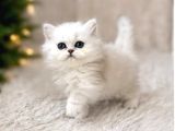 British Longhair Silver Ns12