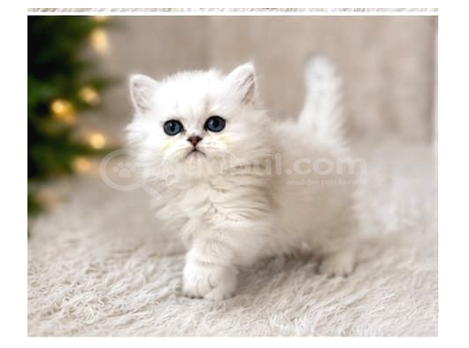 British Longhair Silver Ns12 görsel