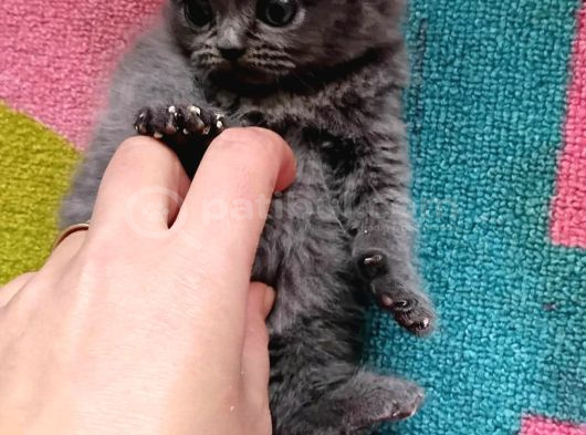 Bu Renkler Bu Tatli Bebekler Si̇zi̇ Bekli̇yor görsel