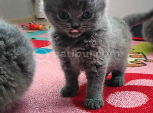 Bu Renkler Bu Tatli Bebekler Si̇zi̇ Bekli̇yor görsel