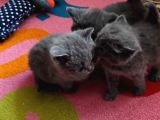 Bu Renkler Bu Tatli Bebekler Si̇zi̇ Bekli̇yor