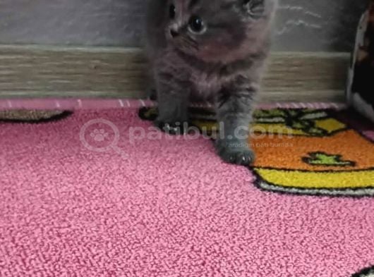 Bu Renkler Bu Tatli Bebekler Si̇zi̇ Bekli̇yor görsel