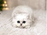 British Longhair Silver Ns12