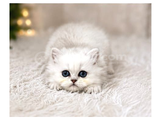 British Longhair Silver Ns12 görsel