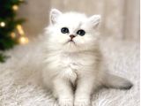 British Longhair Silver Ns12