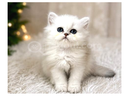 British Longhair Silver Ns12 görsel