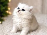 British Longhair Silver Ns12