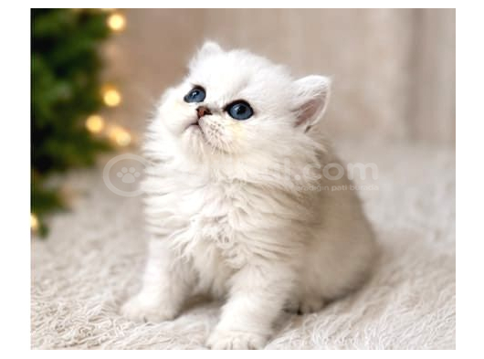 British Longhair Silver Ns12 görsel