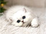 British Longhair Silver Ns12