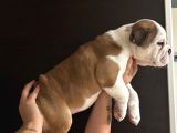 İngiliz Buldog Yavrular