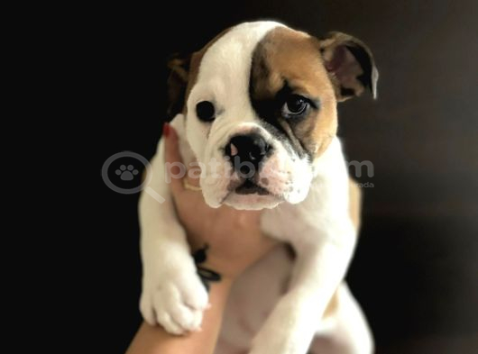 İngiliz Buldog Yavrular görsel