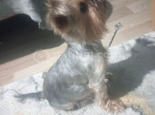 Yorkshire görsel