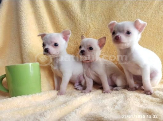 Teacup Chihuha Yavrular görsel