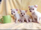 Teacup Chihuha yavrular
