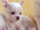 Teacup Chihuha Yavrular