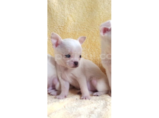 Teacup Chihuha Yavrular görsel