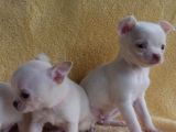 Teacup Chihuha Yavrular