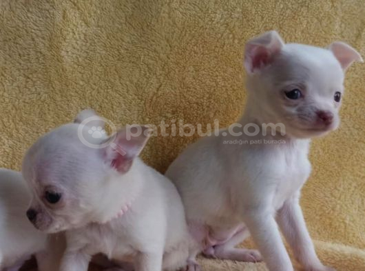 Teacup Chihuha Yavrular görsel
