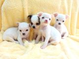 Teacup Chihuha Yavrular