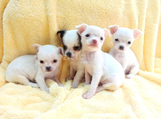 Teacup Chihuha Yavrular görsel