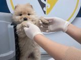 Pofuduk Chow Chow