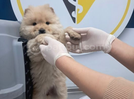 Pofuduk Chow Chow görsel