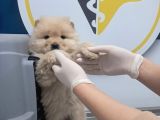 Pofuduk Chow Chow